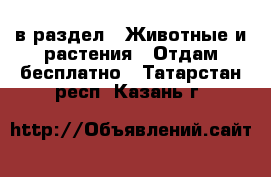  в раздел : Животные и растения » Отдам бесплатно . Татарстан респ.,Казань г.